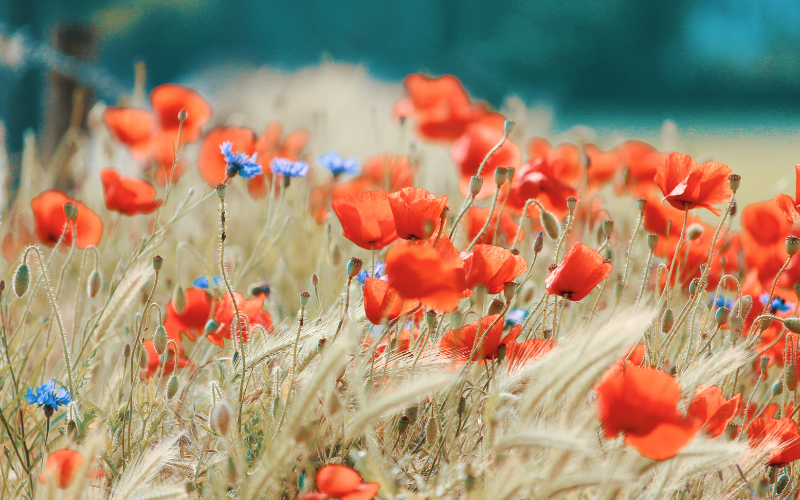 Cérémonie de funérailles laïques en Suisse