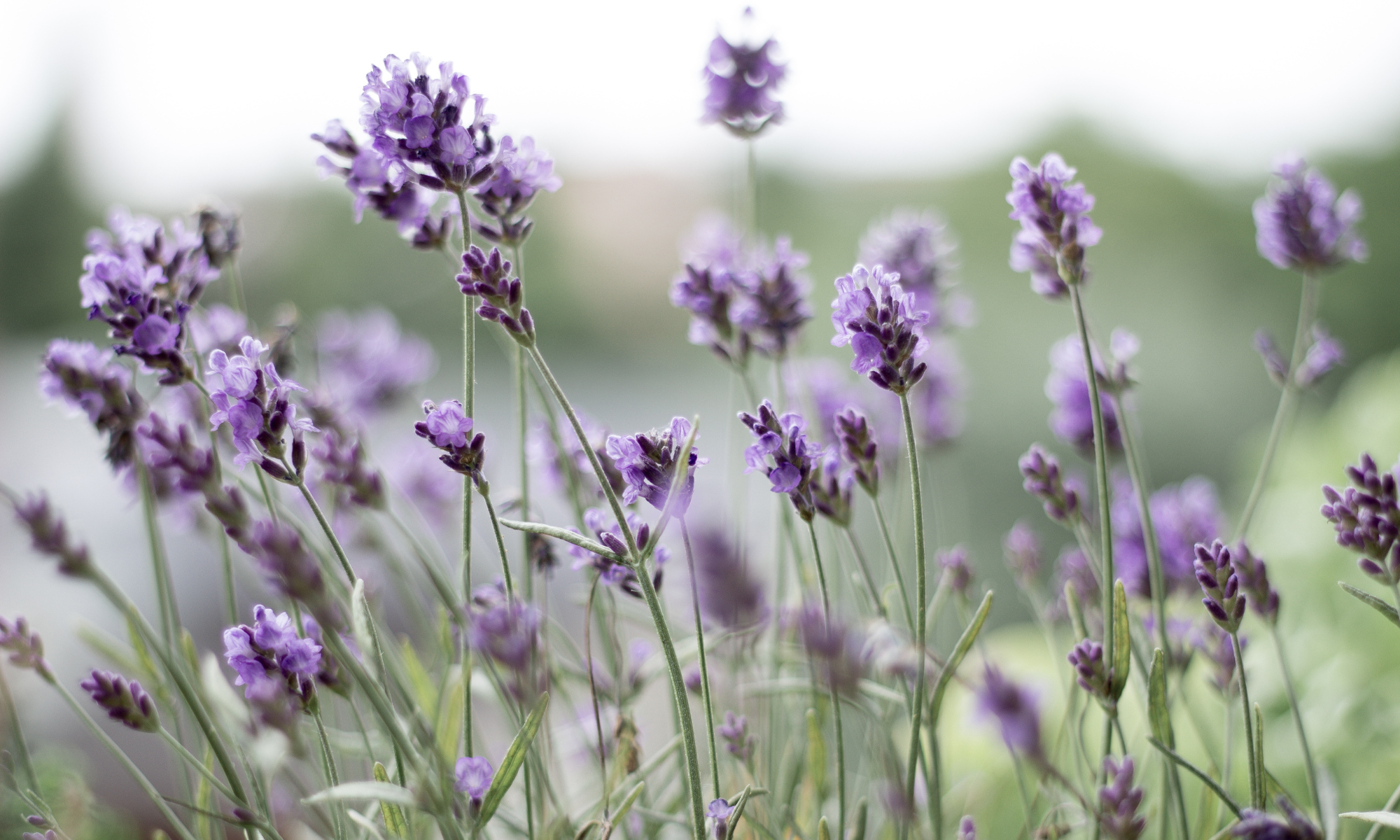 Cérémonie laïque de décès: à qui s’adresser?