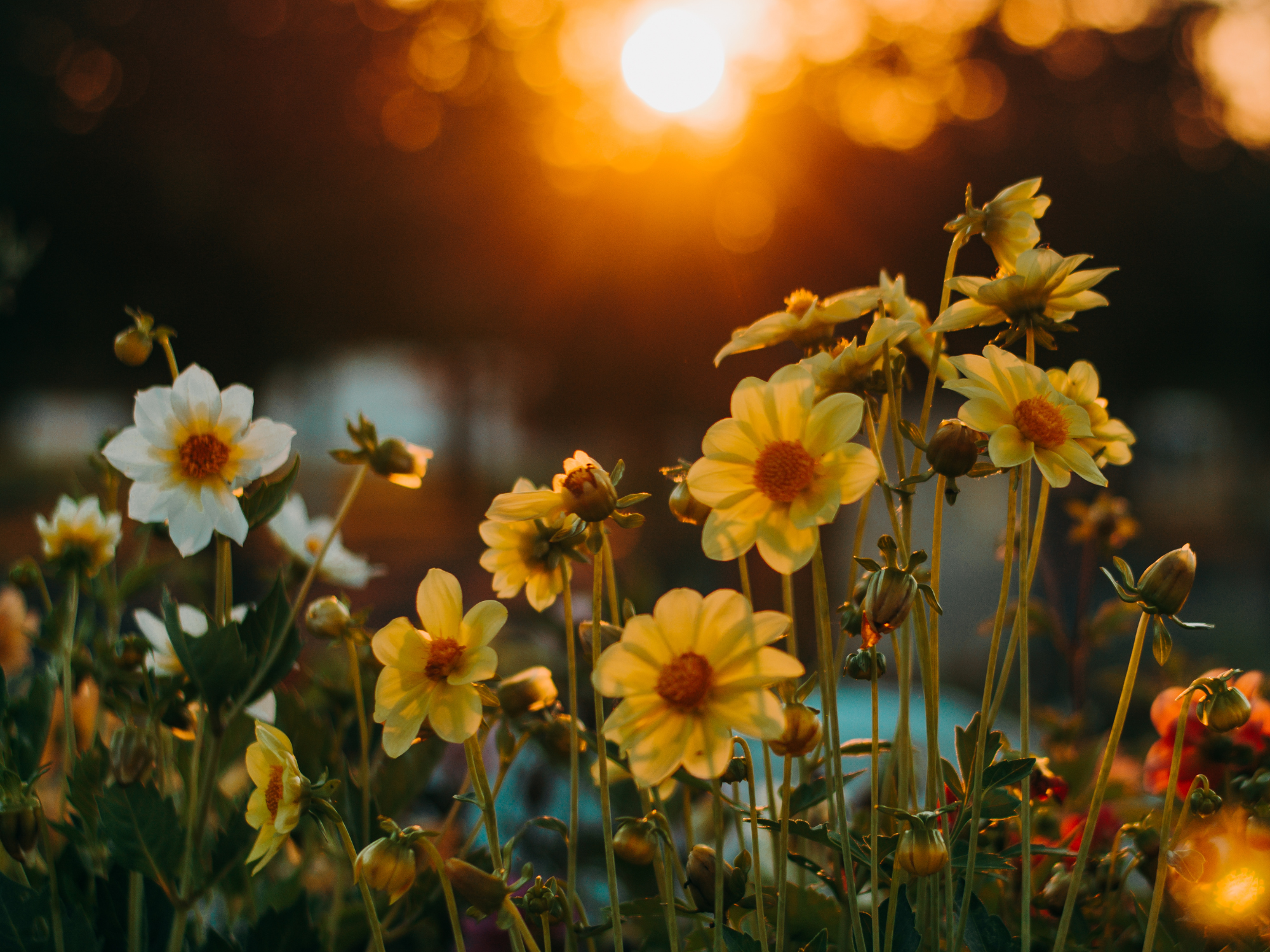 Formation pour devenir officiant de cérémonie laïque de funérailles