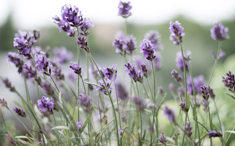 Enterrement laïque en Suisse: comment organiser sa propre cérémonie?