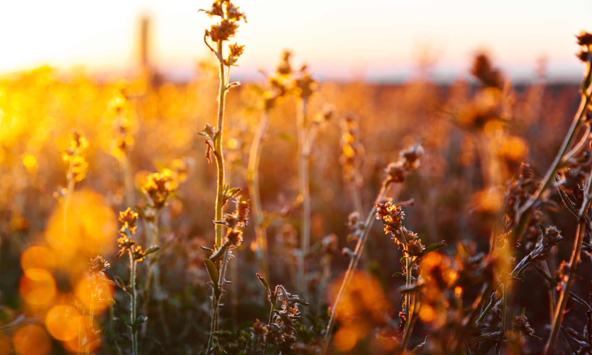 Cérémonie de funérailles laïques en Suisse