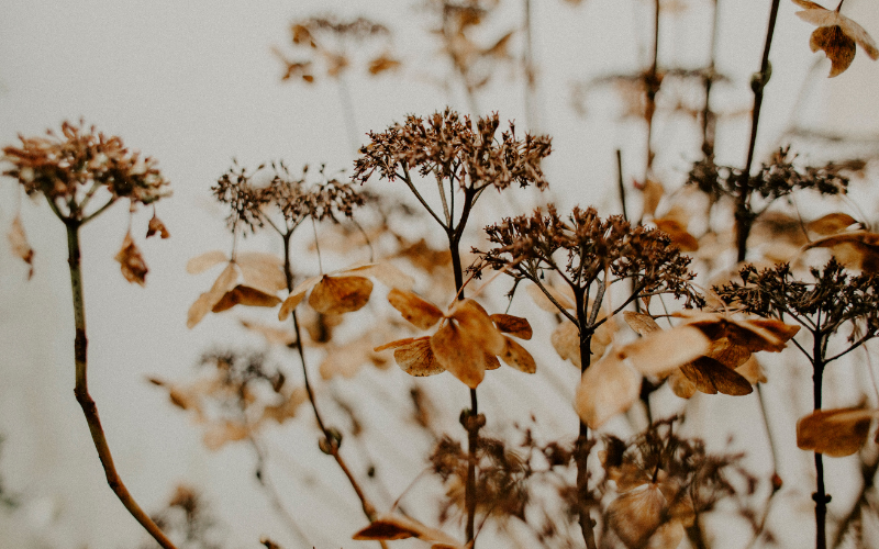 Comment personnaliser une cérémonie d'enterrement laïque?